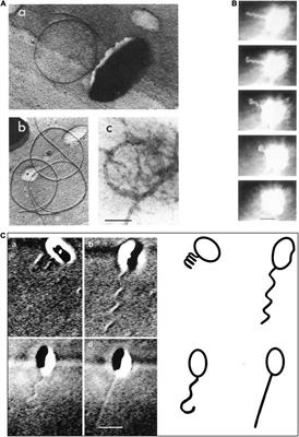 Swimming Using a Unidirectionally Rotating, Single Stopping Flagellum in the Alpha Proteobacterium Rhodobacter sphaeroides